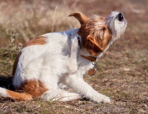 The Itchy Pet: Summer Allergies and Your Pet