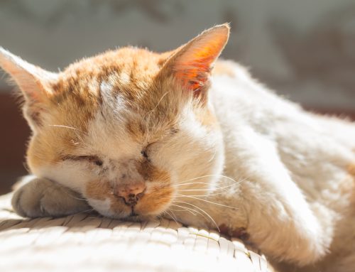 9 Tips to Keep Your Senior Pet Happy and Healthy
