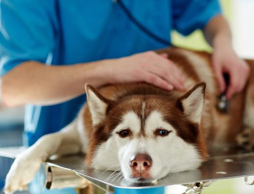 Pancreatitis in Pets—An All-Consuming Problem